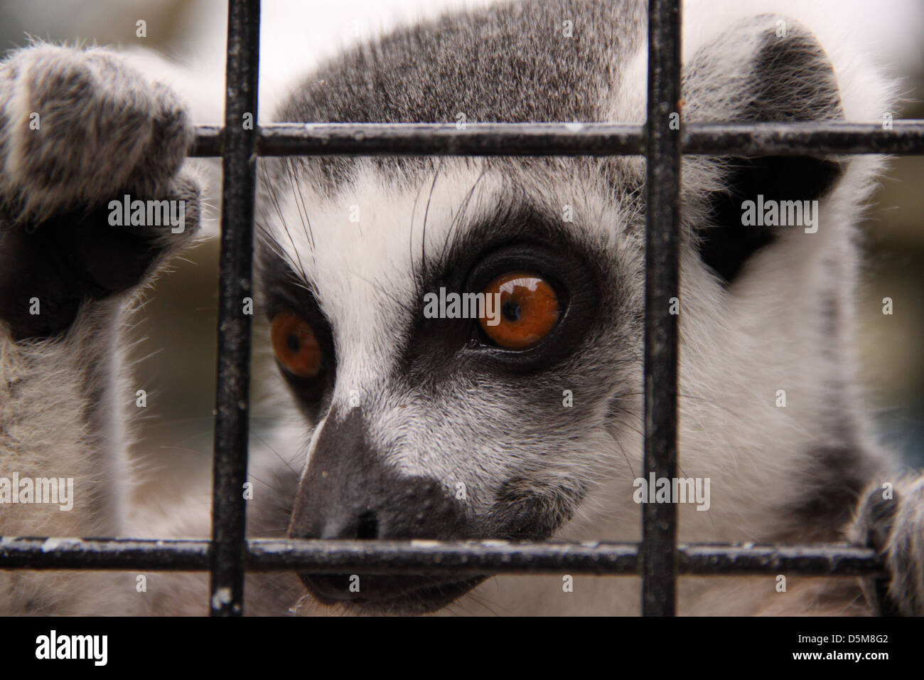 Ein Ring tailed Lemur späht durch die Gitter von seinem Gehege. Lemur Catta Stockfoto
