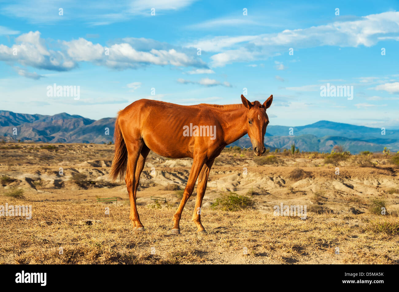 Junges Pferd in einer Wüste im morgendlichen Sonnenlicht gebadet Stockfoto