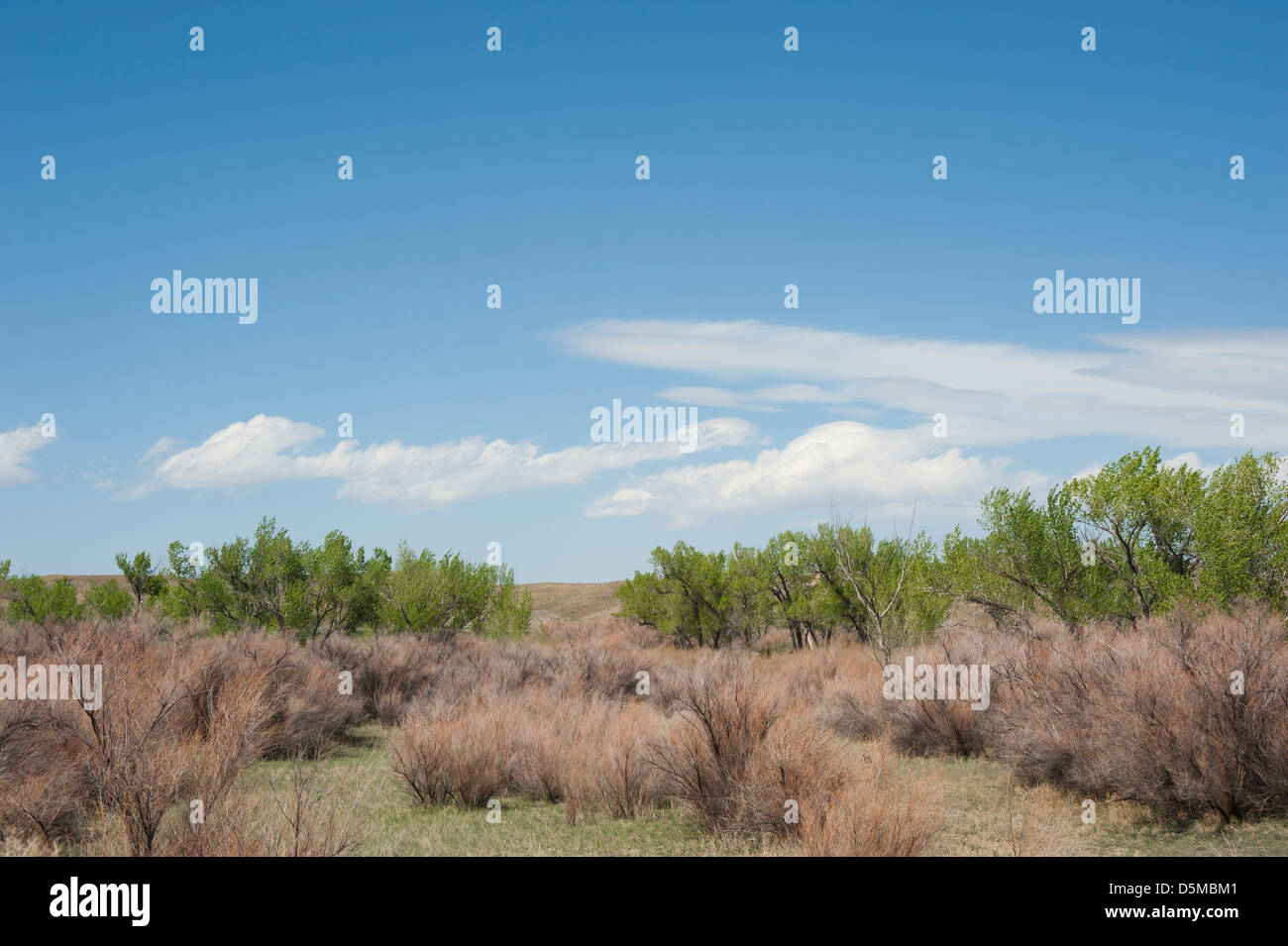 Ein Feld entlang einem Bachbett in der hohen Wüste von Utah, gefüllt mit Salz Zeder, Weiden und Pappeln. Stockfoto