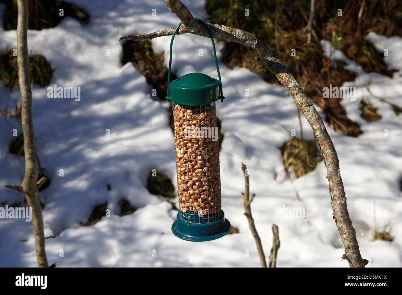 Winter Vogelfutter Erdnüsse in einen Kunststoff Einzug in einem Garten in England Stockfoto