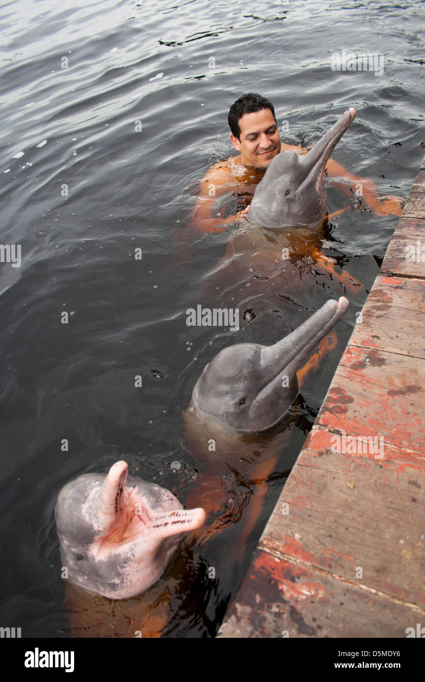 Amazonas-Delfine Inia Geoffrensis wurde gespeist von Touristen bei Novo Airão City, Bundesstaat Amazonas, Brasilien Stockfoto