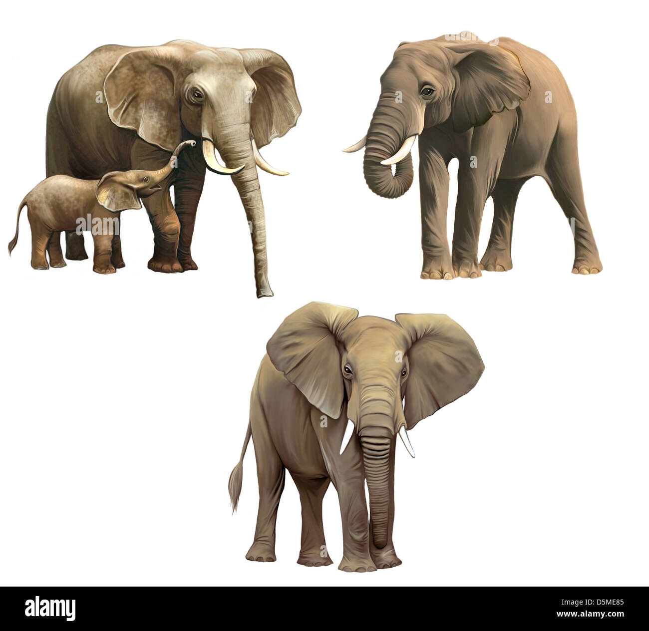 Elefanten, Baby-Elefant, großen Erwachsenen afrikanischen Elefanten isoliert auf weißem Hintergrund. Stockfoto