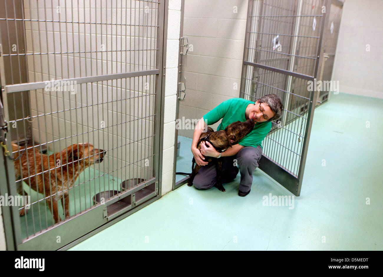 3. April 2013 - Bartlett, Tennessee, USA - 3. April 2013 - Julie Schmitt Freiwillige ihre Zeit an der Humane Society Geselligkeit der Tiere, weil sie sagt, sie liebt die Ursache, und daß sie genießt, so dass sie mehr annehmbar sind. Guacamole, ein Lab-Mix, entstanden sie aus ihrem Käfig am Mittwoch. Schmitt und anderen Freiwilligen werden helfen, die Humane Society dieses Wochenende während ihrer 2. jährlichen 36 Stunden Mega Adoptathon.  Mehr als 300 Hunde werden zur Adoption zu einem ermäßigten Preis, während die Humane Society für 36 Stunden gerade Annahme Hunde und Katzen, Freitag und Samstag, dieses Wochenende geöffnet bleibt. Stockfoto