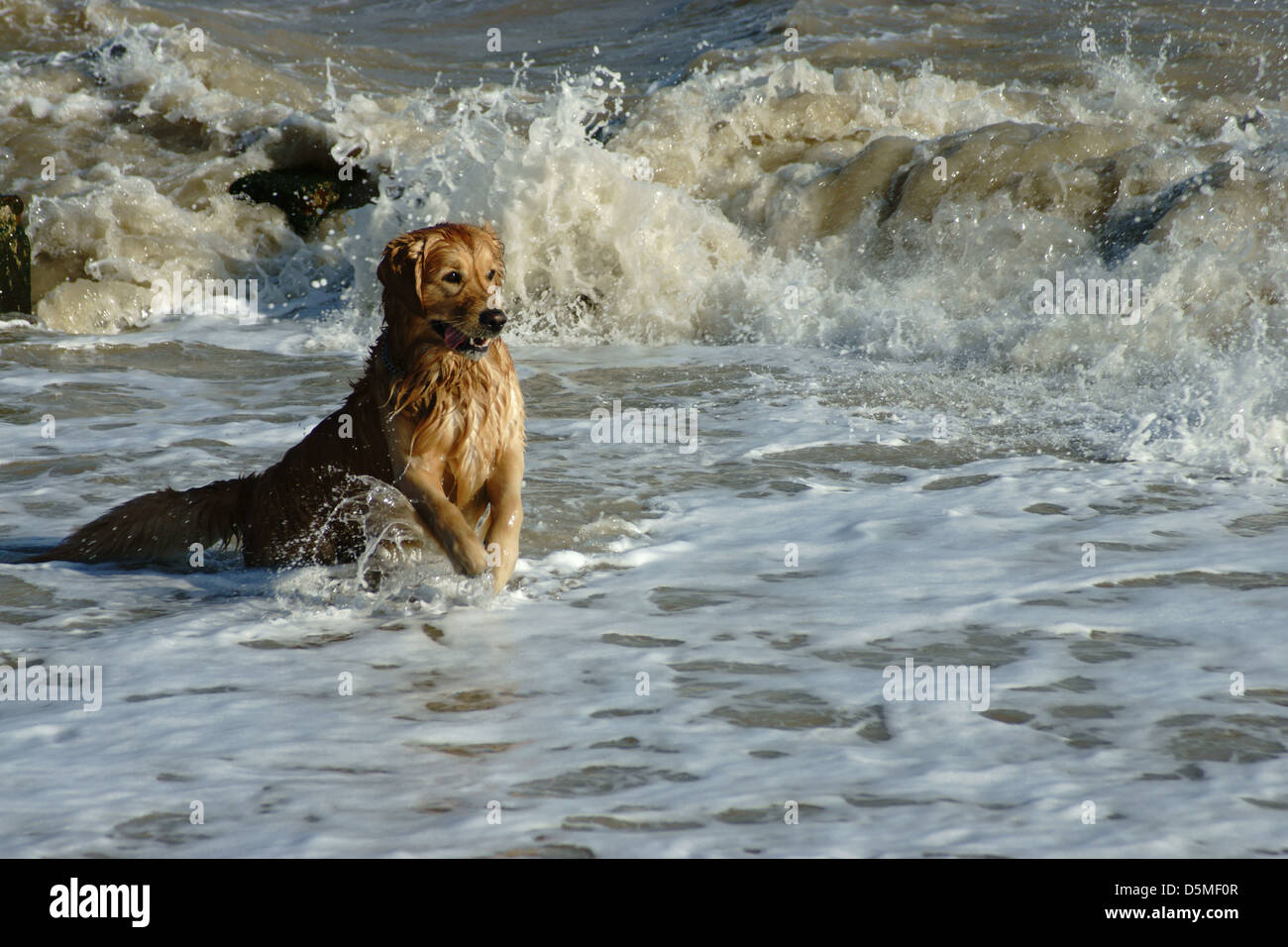 Labrador golden Retriever Wellen Wasser glücklich Spalshing Runde Stockfoto