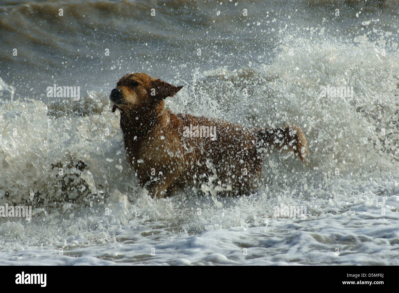 Hund glücklich genießen ihn selbst Plantschen im warmen Ozeanwellen Stockfoto