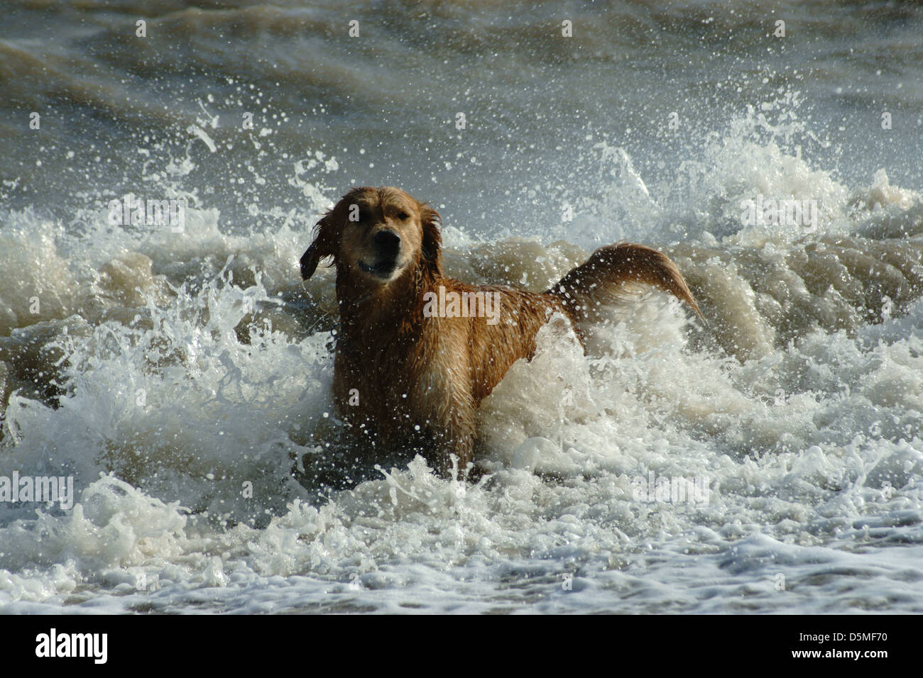 Hund glücklich genießen ihn selbst Plantschen im warmen Ozeanwellen Stockfoto