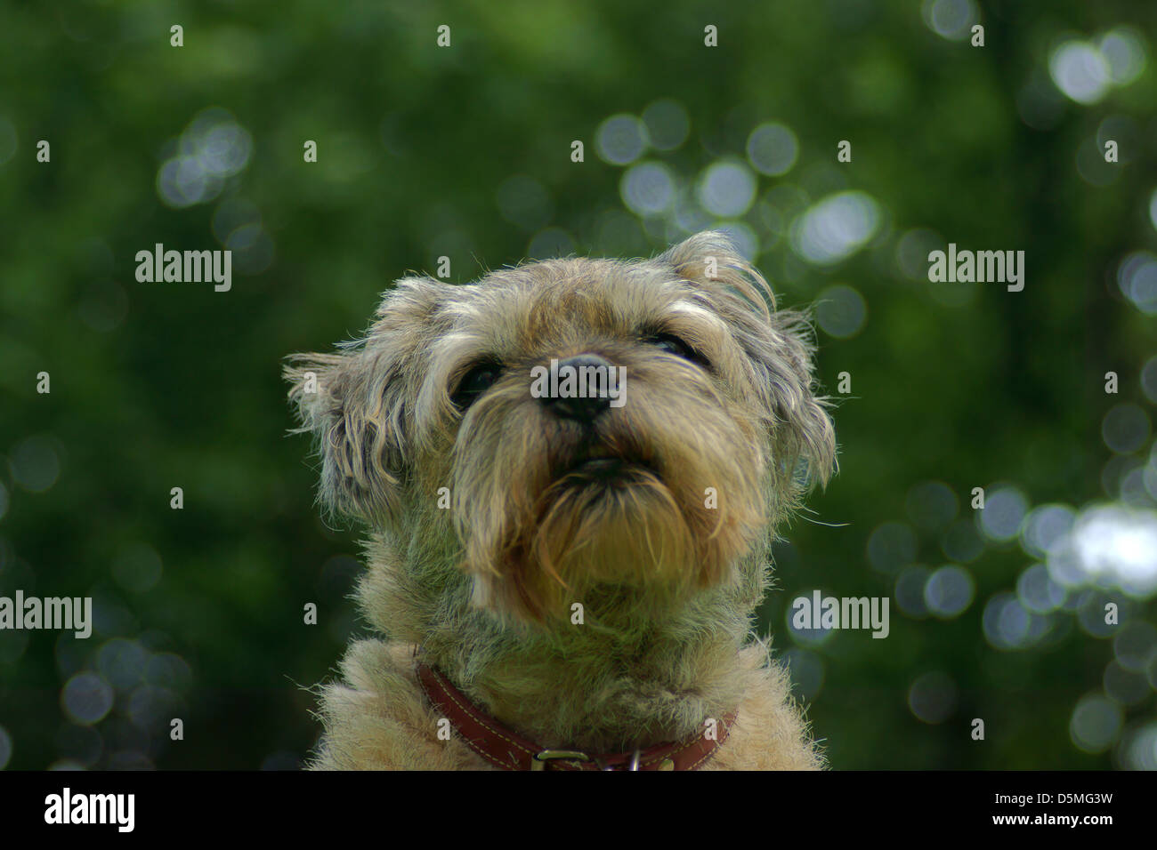 Border Terrier Seite Waschen Linie Bäume sitzen Stockfoto