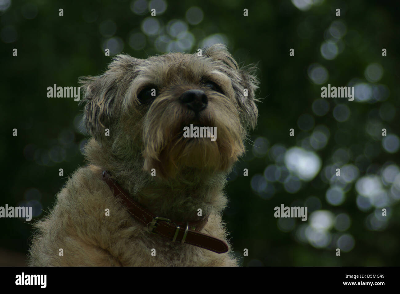 Border Terrier Seite Waschen Linie Bäume sitzen Stockfoto