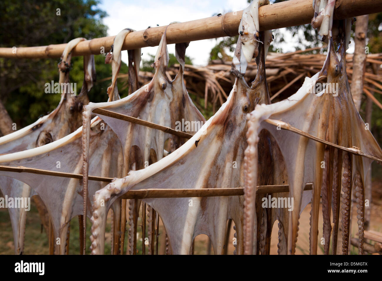 Madagaskar, Nosy Be, Anjiamarango, Fischerdorf, Tintenfisch, um an der Luft trocknen aufhängen Stockfoto