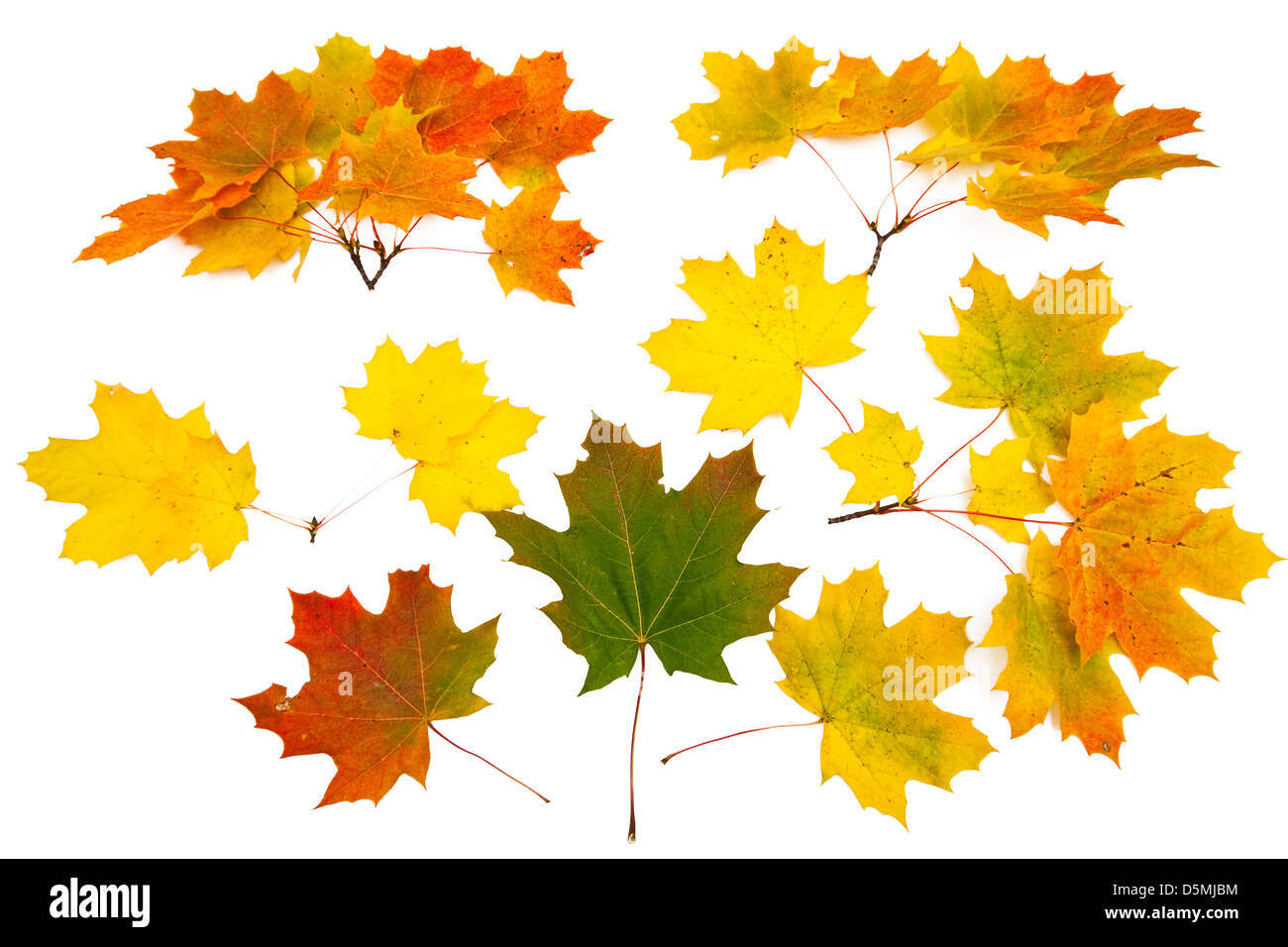 Isolierte bunten Ahornblätter bilden abstrakte ornament Stockfoto