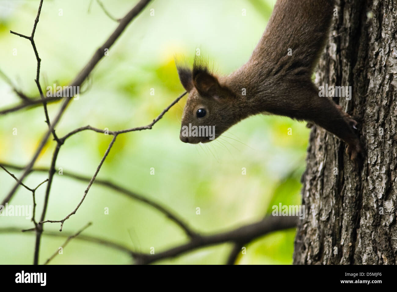 Eichhörnchen Sie auf Herbst Eiche closeup Stockfoto