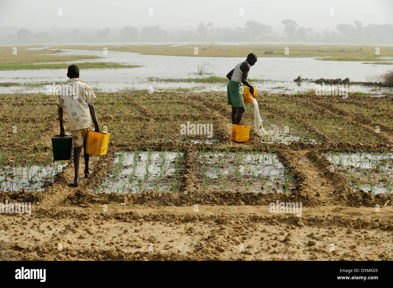 Afrika NIGER Zinder, Dorf Zongon Soumaguela, Bauer zu bewässern Gemüsegarten aus Wasserteich während der Trockenzeit Stockfoto