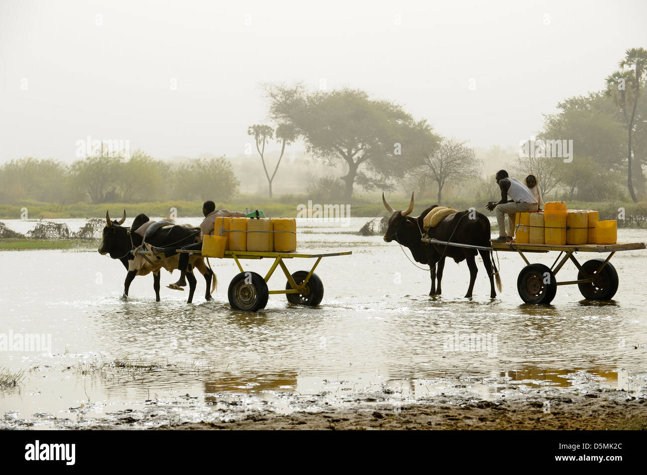 Afrika Niger Zinder, Dorf Zongon Soumaguela, Wasser Transport mit Ochsenkarren aus Wasser Teich während der trockenen Jahreszeit, ist das Wasser für die Bewässerung und Trinkwasserversorgung Stockfoto