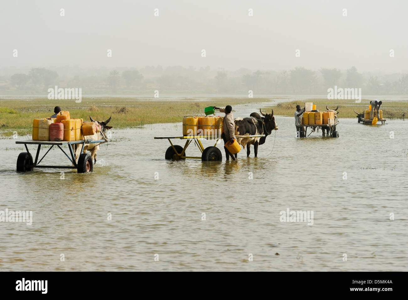 Afrika Niger Zinder, Dorf Zongon Soumaguela, Wasser Transport mit Ochsenkarren aus Wasser Teich während der trockenen Jahreszeit, ist das Wasser für die Bewässerung und Trinkwasserversorgung Stockfoto