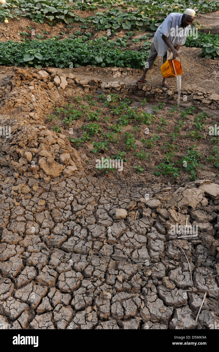 NIGER Zinder, Dorf Baban Tapki, Bewässerung der Gemüsegarten von Wasser Teich, Teil der Caritas Projekt "Ernährungssicherung Stockfoto