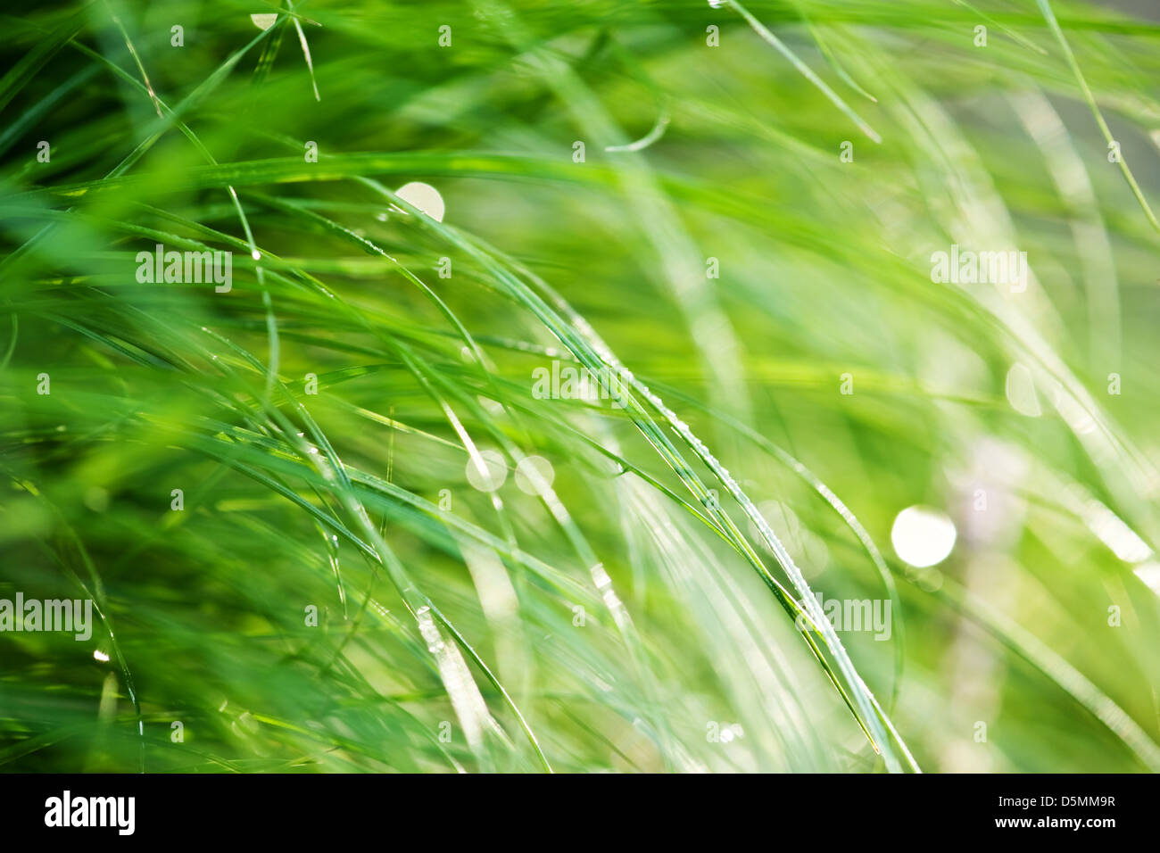 Grasgrün mit nassen closeup Stockfoto