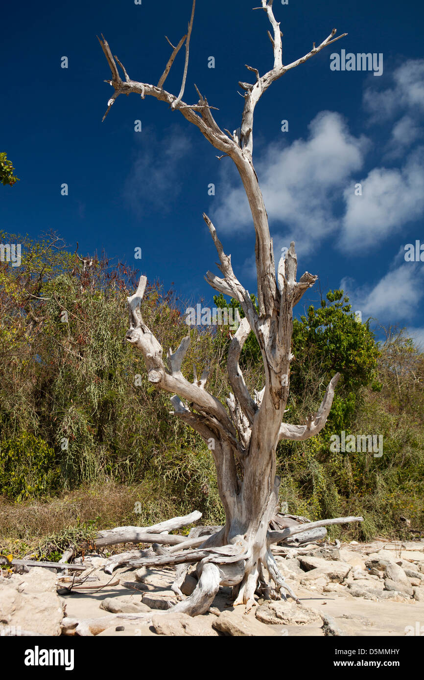 Madagaskar, Nosy Be, Nosy Tanikely Insel Hauptstrand, zerklüfteter Baum Stockfoto