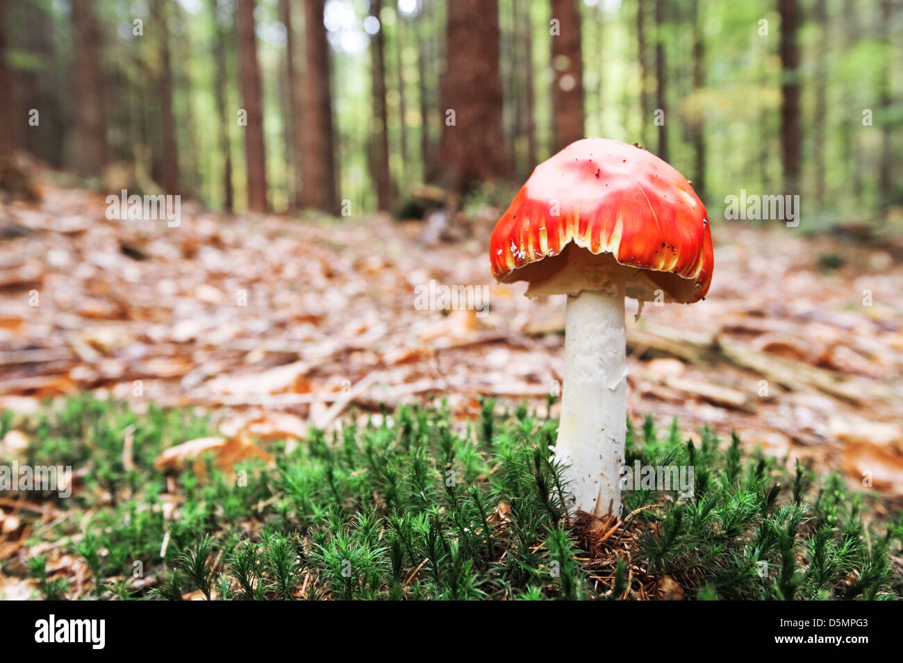 Fliegenpilz im Wald hautnah Stockfoto