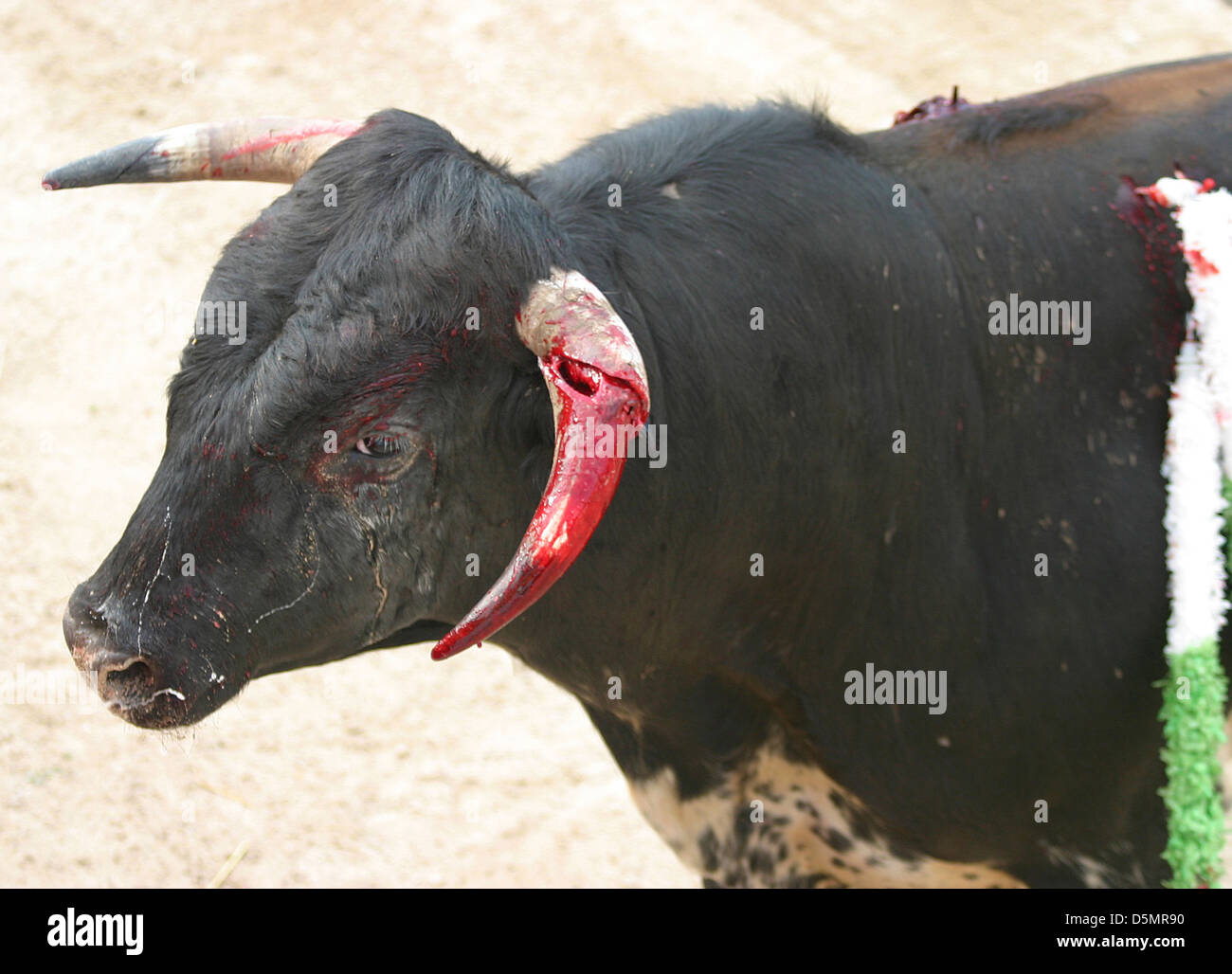 Ein Stier wird beim Stierkampf in Spanien verwundet. Stockfoto