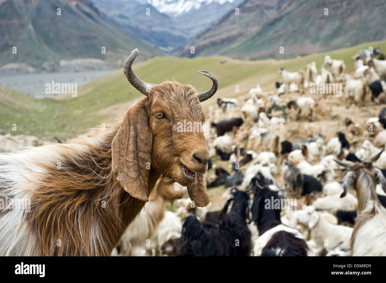 Herde von Ziegen in den Bergen Stockfoto