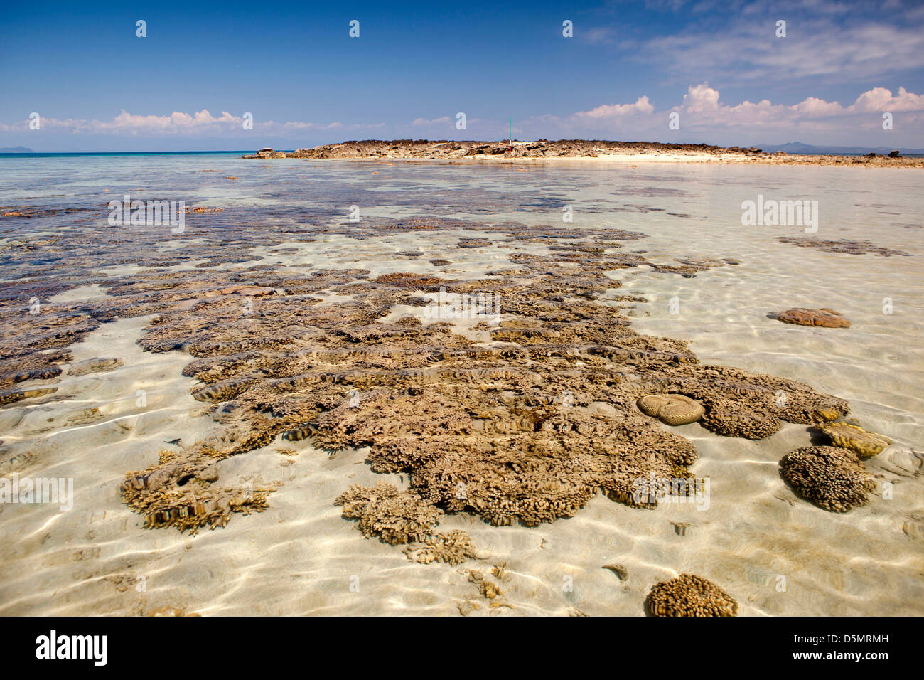 Madagaskar, Nosy Be, Nosy Tanikely Insel Korallen Köpfe in Untiefen ab Hauptstrand Stockfoto