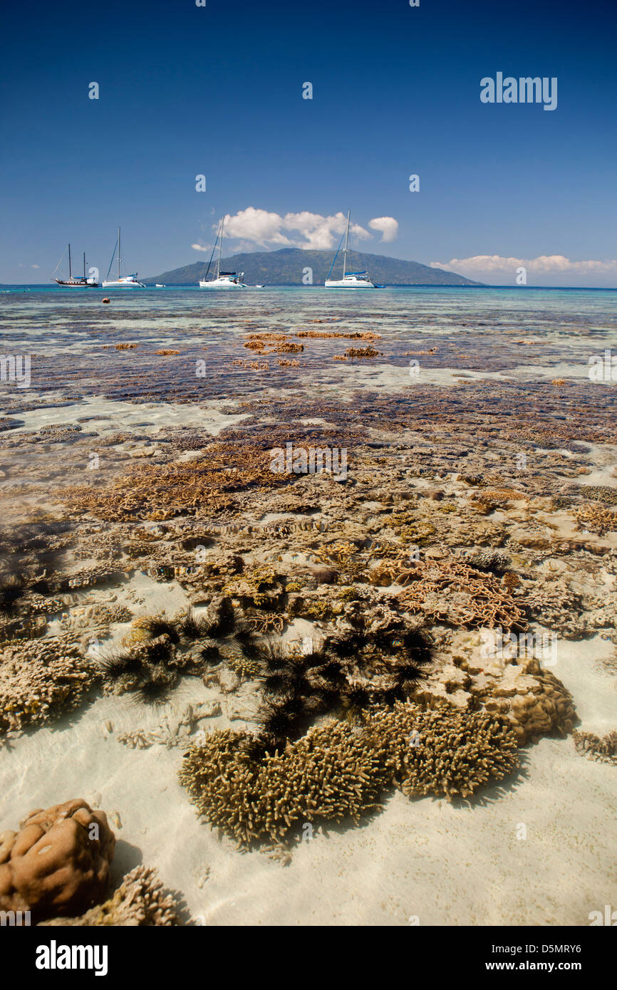 Madagaskar, Nosy Be, Nosy Tanikely Insel Korallen Köpfe in Untiefen ab Hauptstrand, Stockfoto
