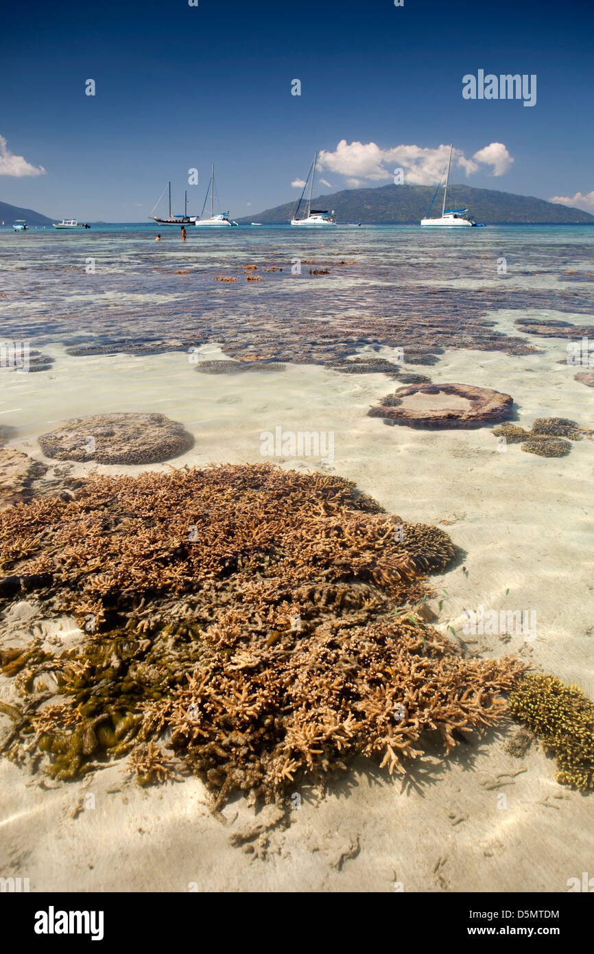 Madagaskar, Nosy Be, Nosy Tanikely Insel Korallen Köpfe in Untiefen ab Hauptstrand Stockfoto