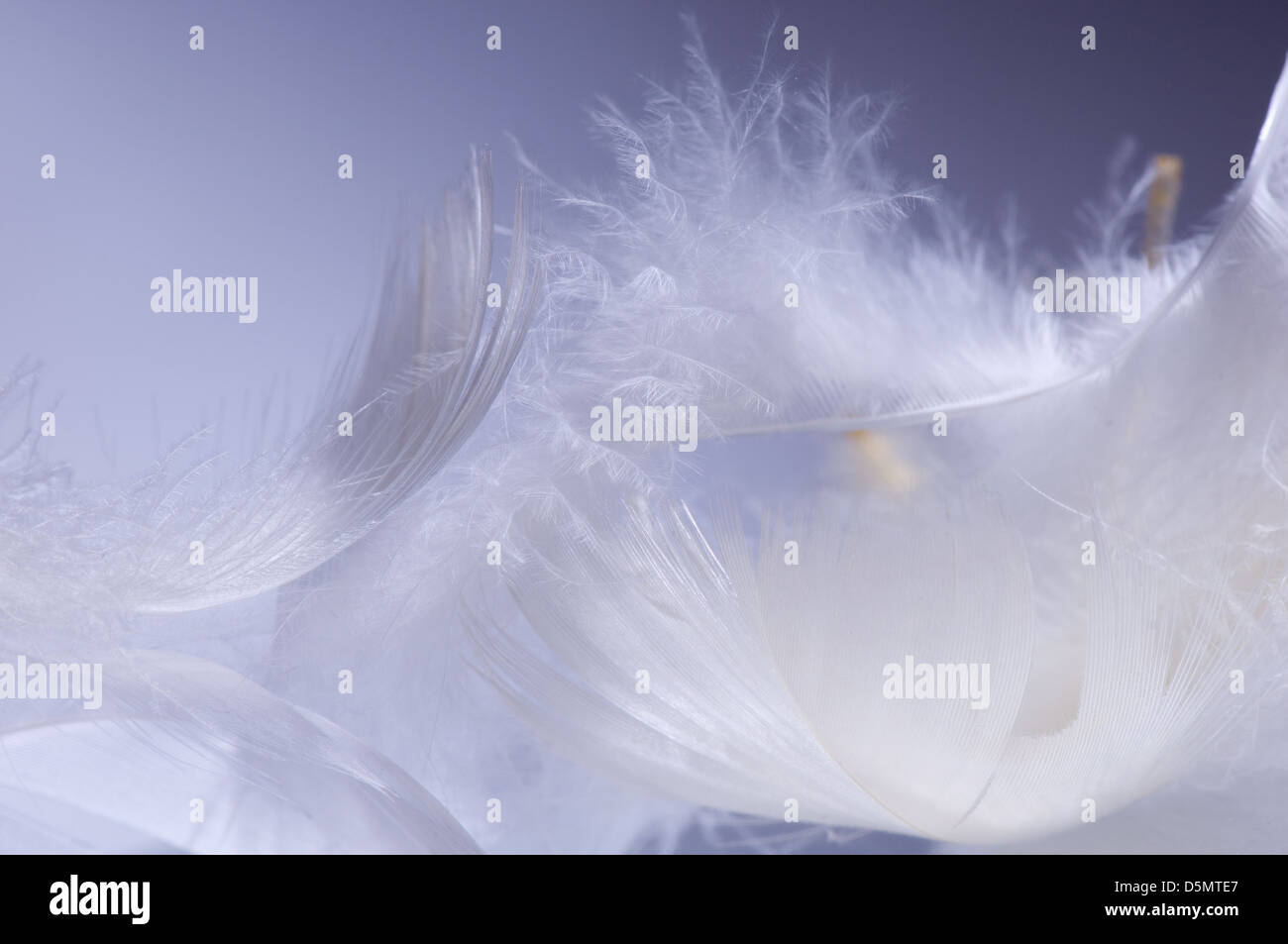 Detail der flauschigen weißen Federn liegend Stockfoto