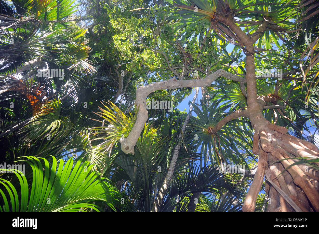 Küstenwald Baldachin bestehend aus Pandanus, Palmen und anderen endemischen Baumarten, Lord-Howe-Insel, Australien Stockfoto