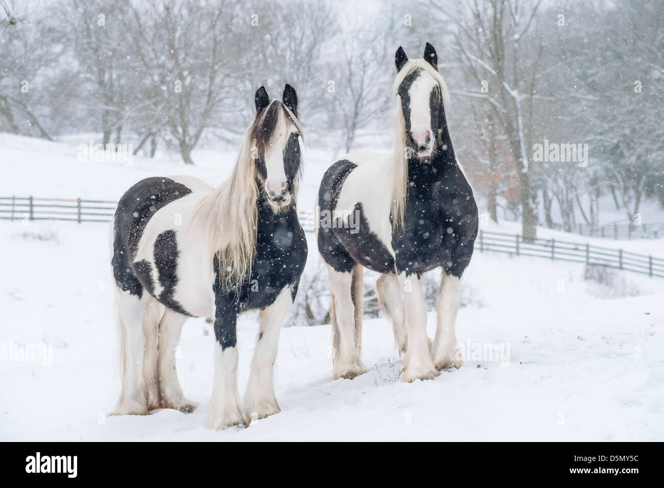 Paar von Gypsy Vanner Pferde Stuten im Schnee Stockfoto