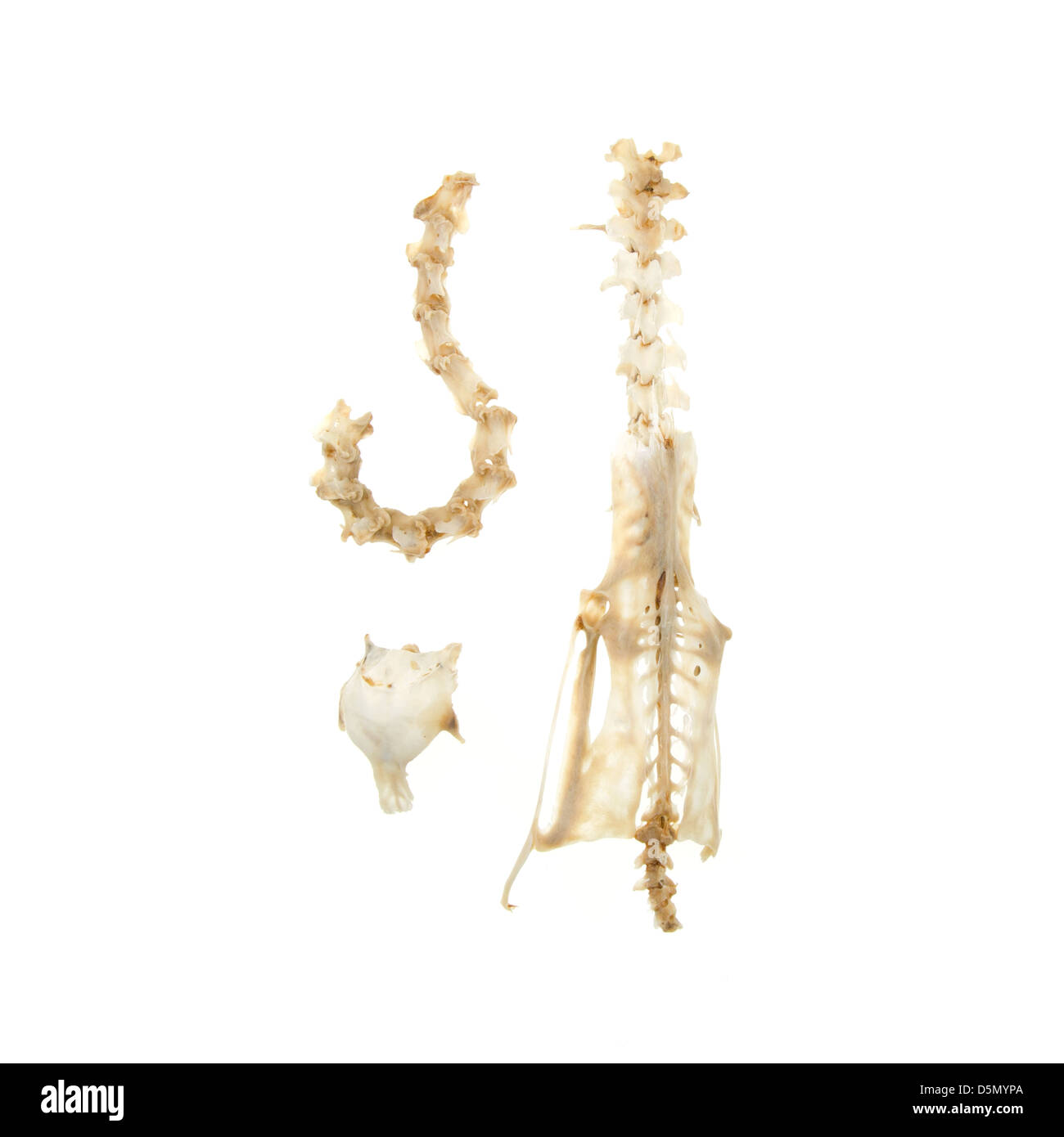 Kormoran Teilskelett gefunden am Strand von Bar Harbor, Maine. Stockfoto