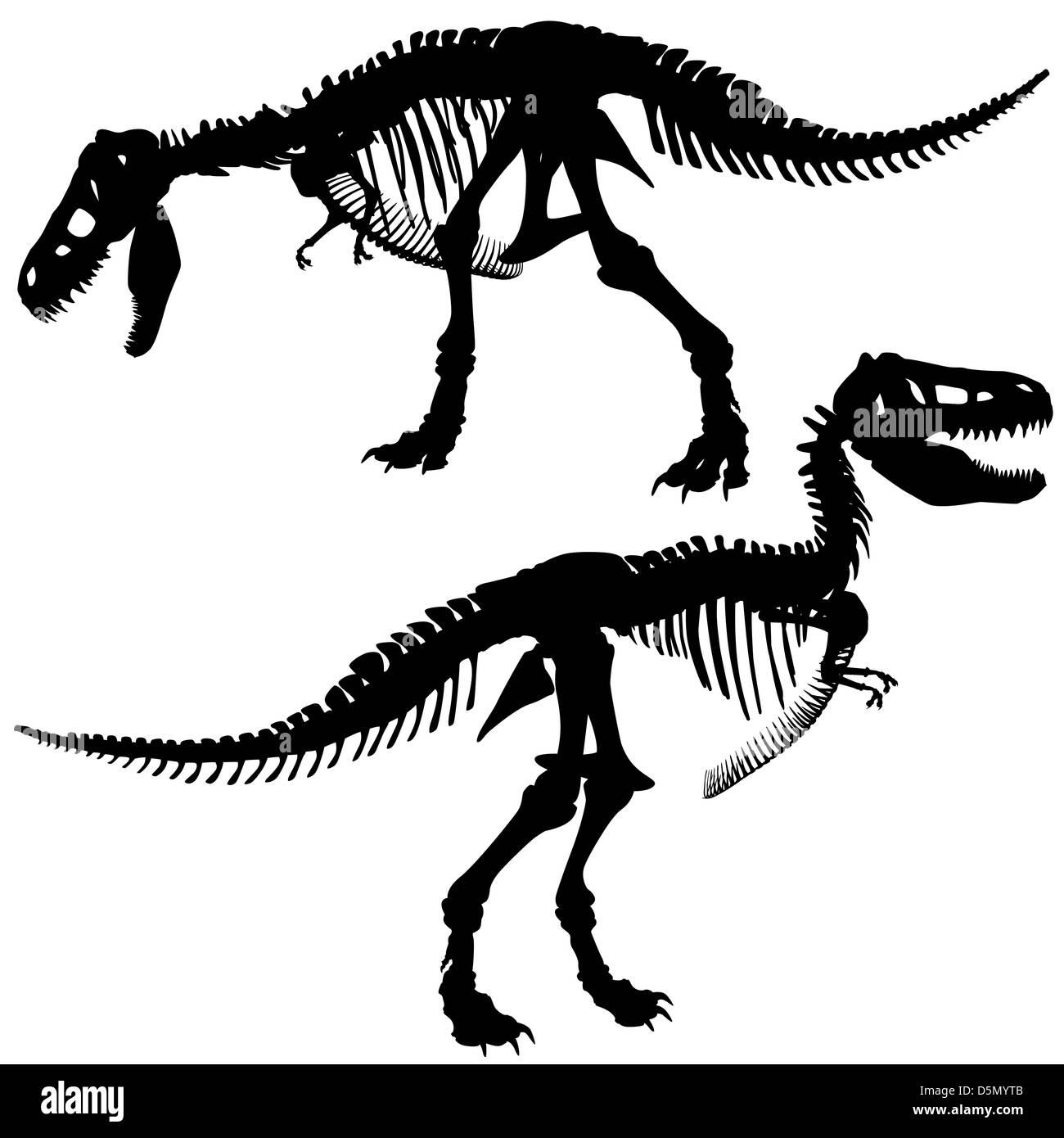 Illustrierten Silhouetten der das Skelett eines Dinosauriers Tyrannosaurus rex Stockfoto