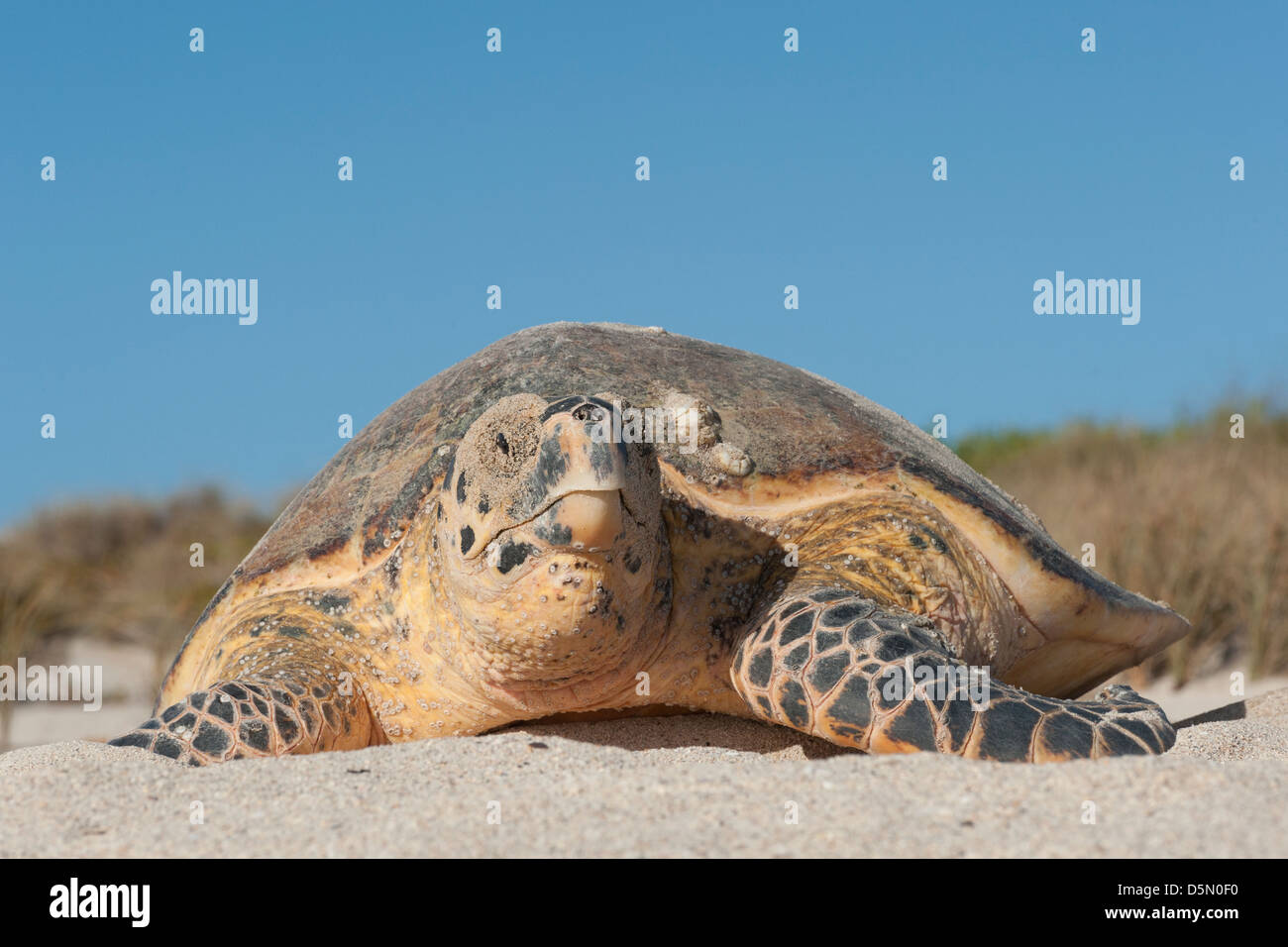echte Karettschildkröte, Eretmochrlys Imbricata (Artenschutz), tagsüber brütenden Weibchen, Western Australia Stockfoto