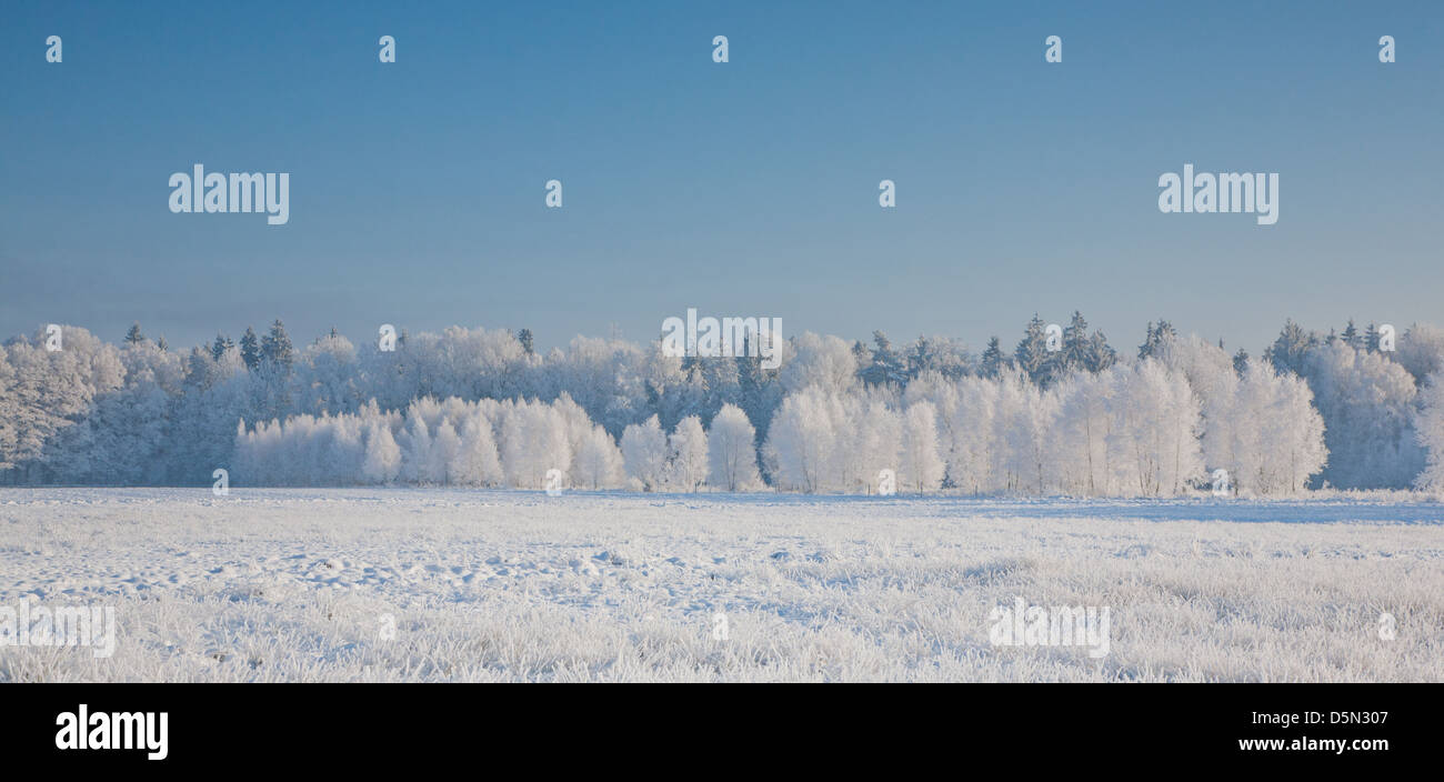 Winterliche Landschaft mit Bäumen Schnee gehüllt und Feld im Sonnenaufgang Stockfoto