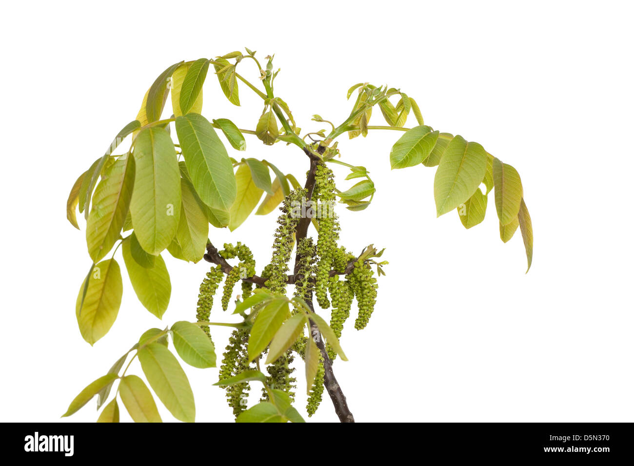 Walnuss Zweig mit jungen Flugblätter auf weißem Hintergrund Stockfoto