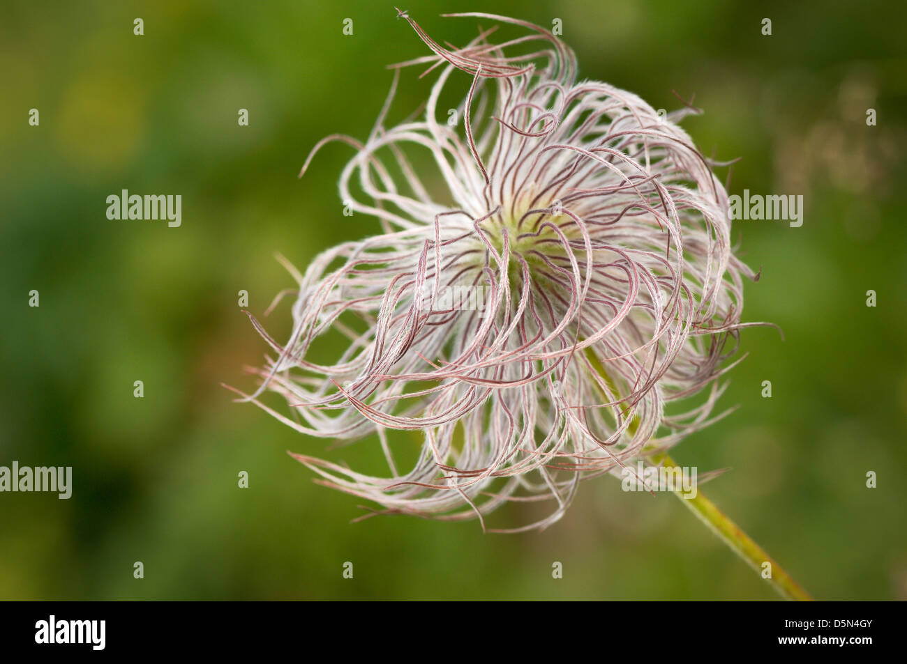 Alpine Anemone (Pulsatilla Alpina) Obst Anemone, Haute Savoie, Frankreich. Stockfoto