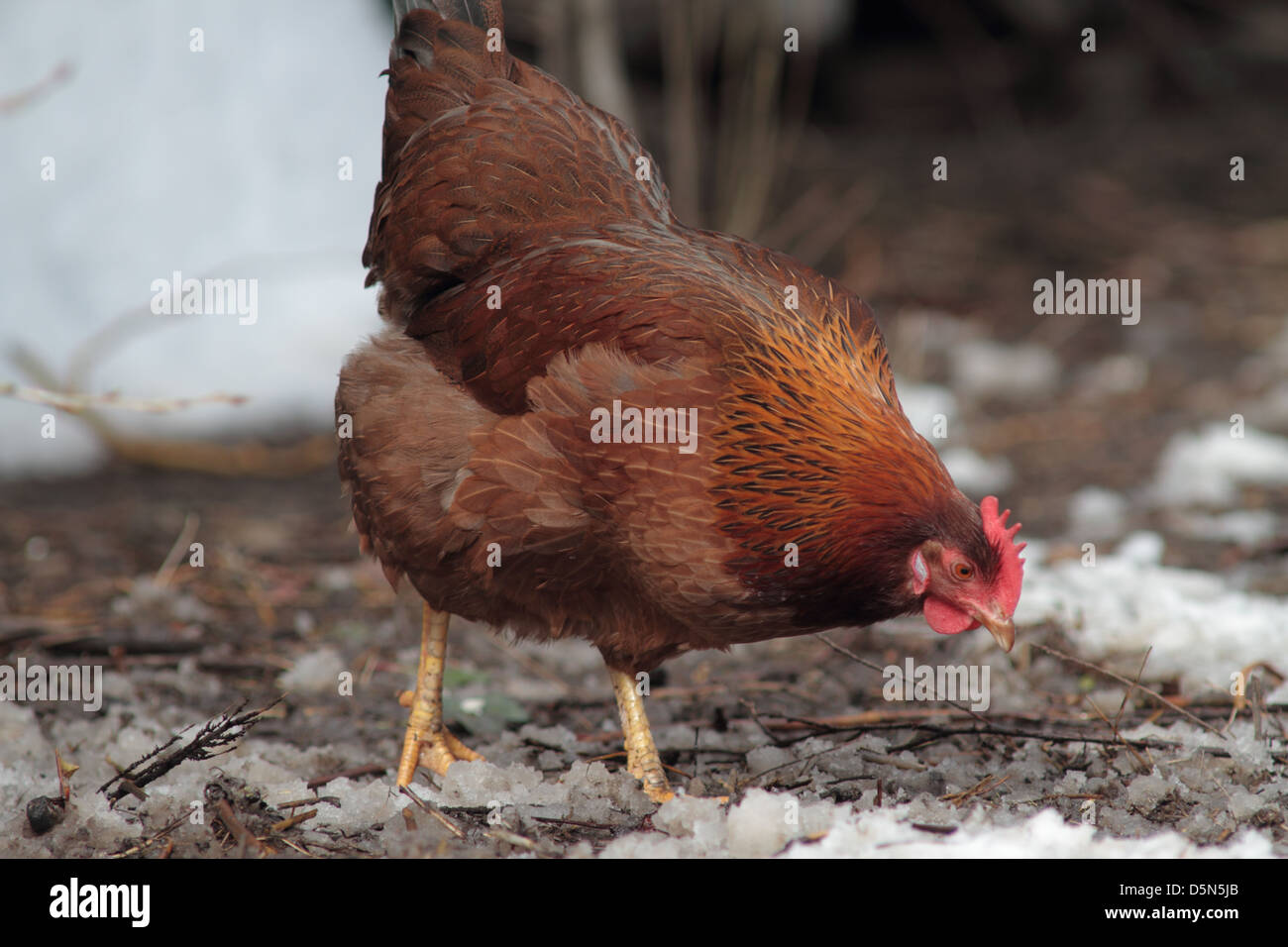 Welsummer Huhn Nahrungssuche im Winter im Garten. UK Stockfoto