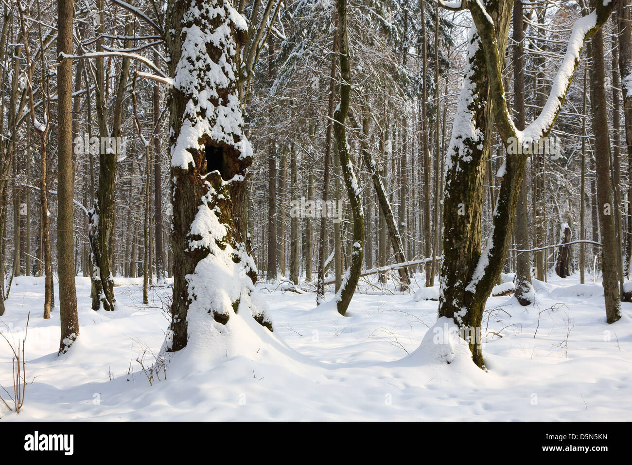 Schneefall nach Laub Stand morgens mit Schnee eingehüllt Bäumen und alten Linden im Vordergrund Stockfoto