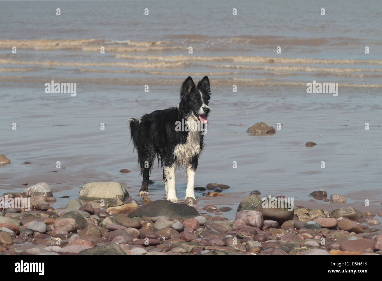 Schäferhund Collie im Meer spielen. Blauer Anker. Bristol Channel. Somerset. UK Stockfoto