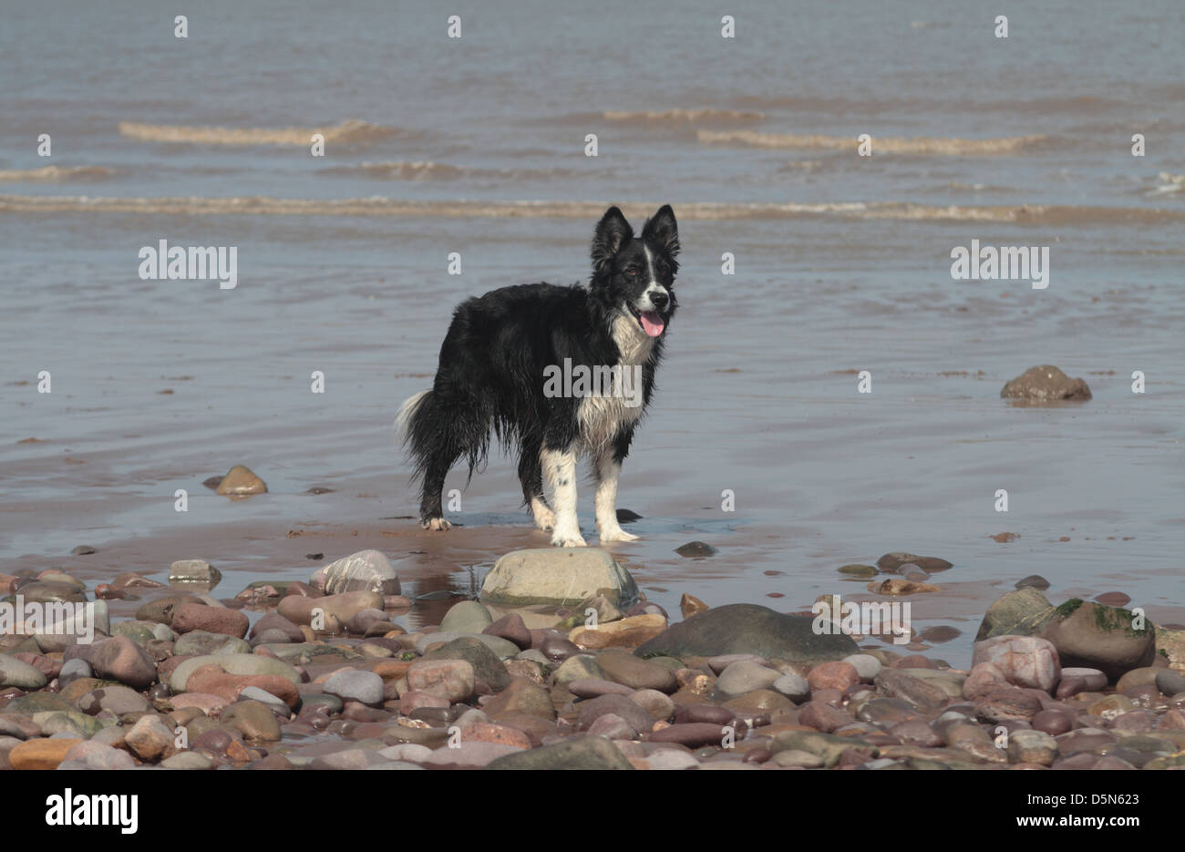 Schäferhund Collie im Meer spielen. Blauer Anker. Bristol Channel. Somerset. UK Stockfoto