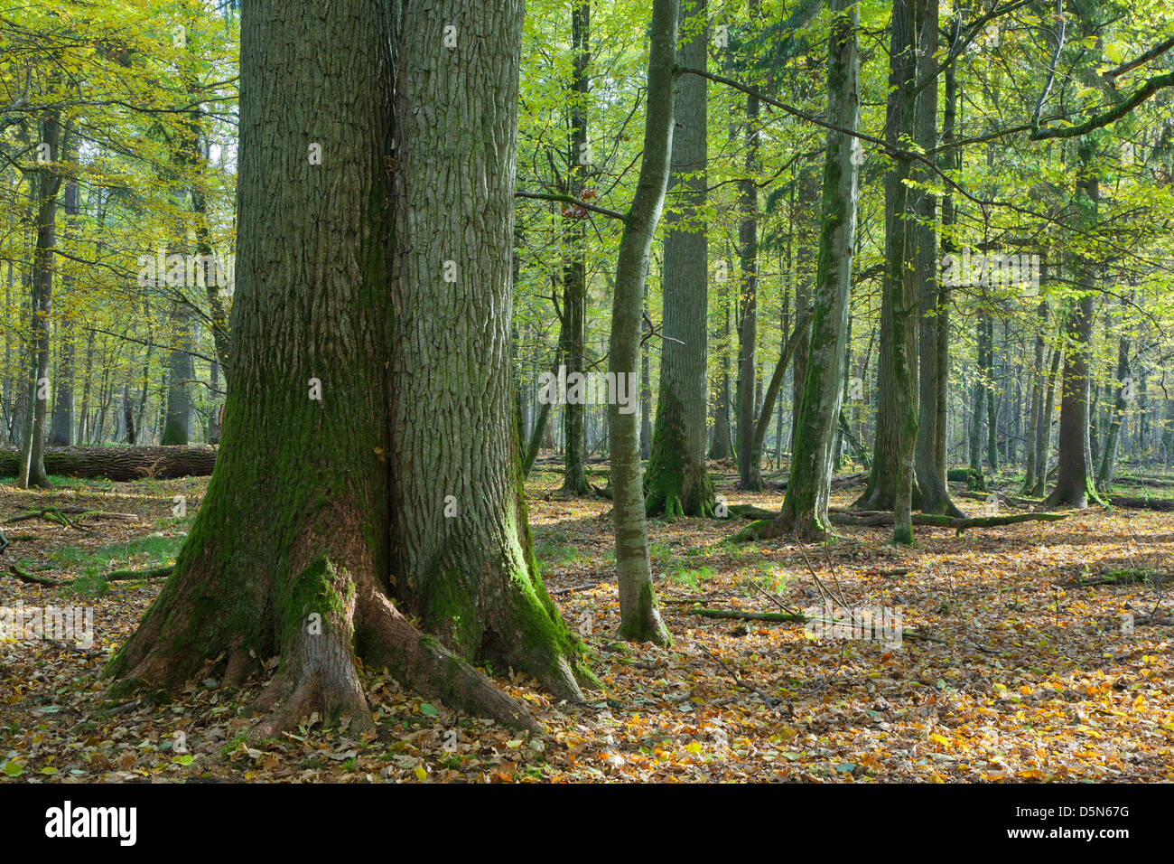 Zwilling alte Eichen im herbstlichen Laub stehen von Białowieża Wald Morgen Stockfoto