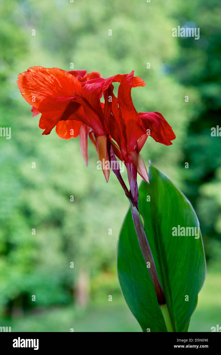 Rote Canna Blumen Stockfotos und bilder Kaufen Alamy