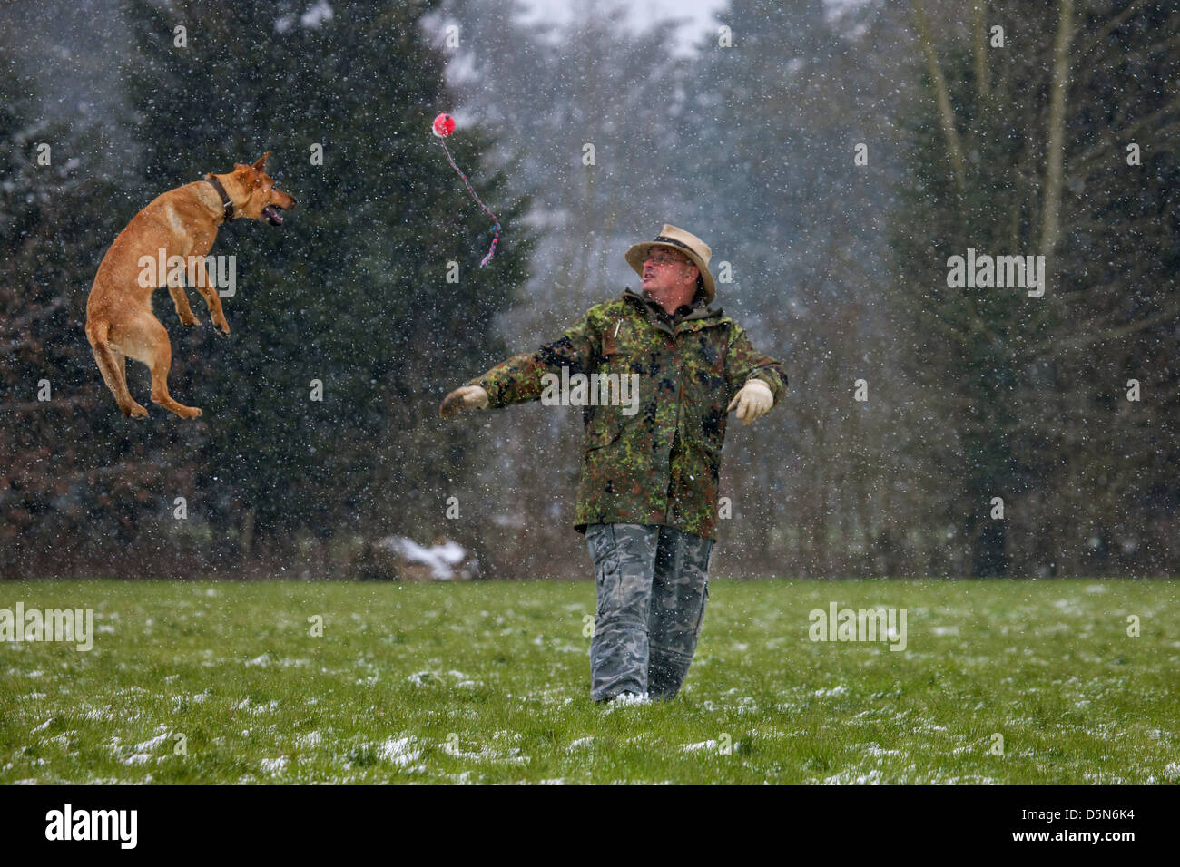 Mischlingshund (Labrador - Belgischer Schäferhund / Malinois) und Besitzer spielen mit Ball im Schnee im Winter Stockfoto