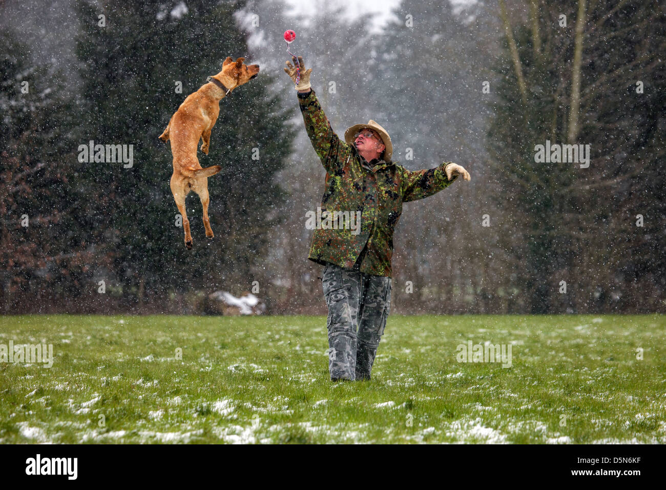 Mischlingshund (Labrador - Belgischer Schäferhund / Malinois) und Besitzer spielen mit Ball im Schnee im Winter Stockfoto