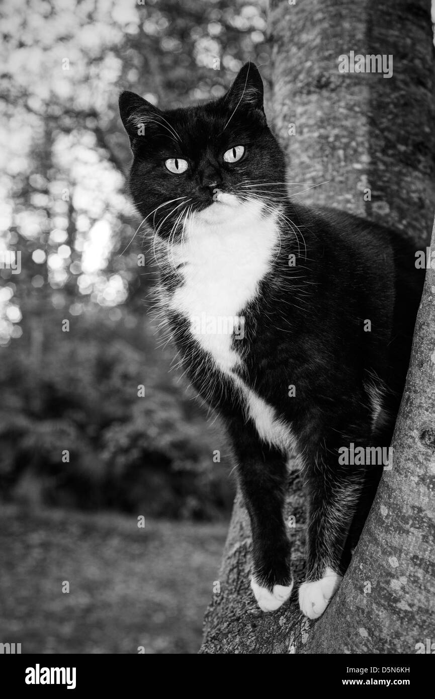 Katze auf Baum in einem Garten Stockfoto