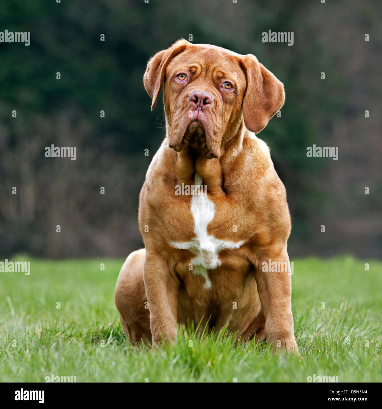 De Bordeaux Dogge / Bordeauxdogge / Bordeauxdog, Hund im Garten Stockfoto