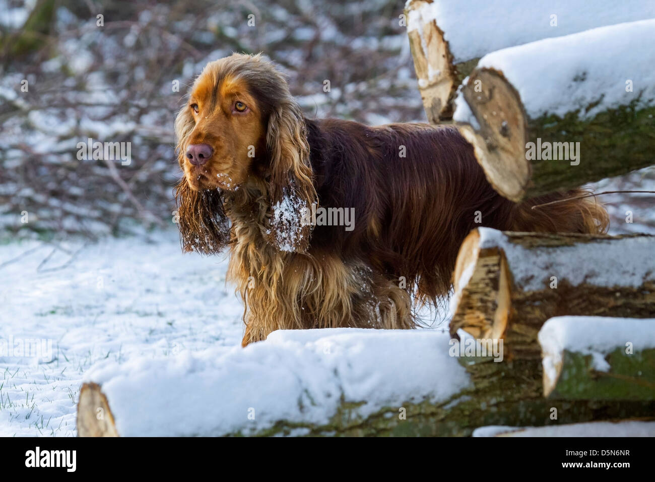 English Cocker Spaniel Hund im Wald im Schnee im winter Stockfoto