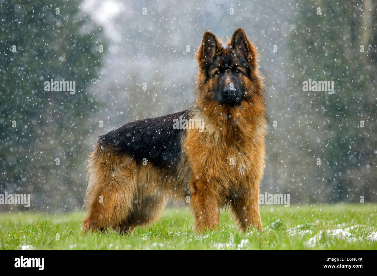 Elsässer / Deutscher Schäferhund Hund (Canis Lupus Familiaris) im Garten während der Schneedusche im winter Stockfoto