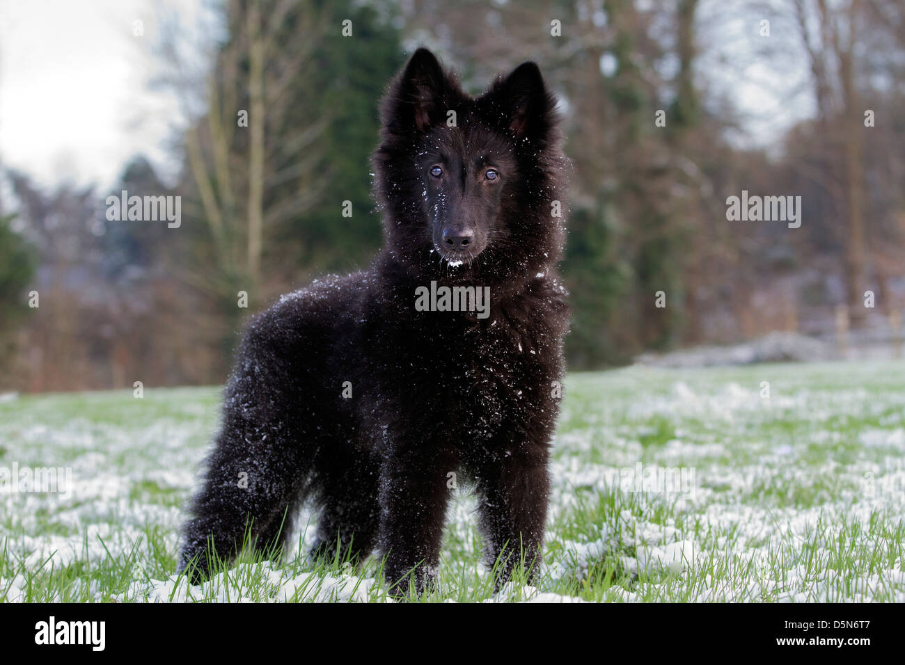 Belgischer Schäferhund / Groenendael (Canis Lupus Familiaris) pup im Garten im Schnee im Winter Stockfoto