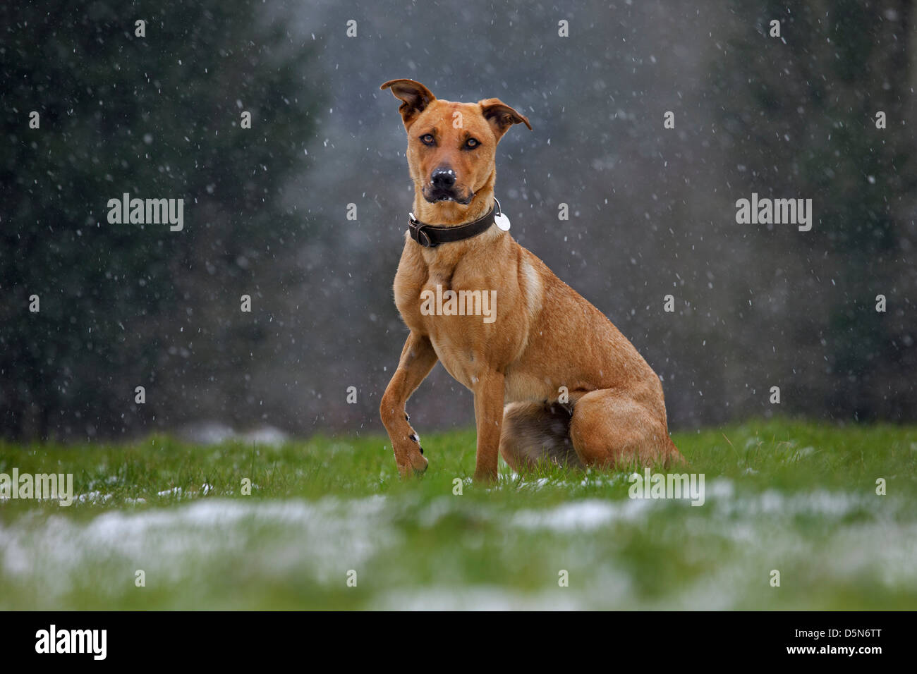 Mischlingshund (Labrador - Belgischer Schäferhund / Malinois) im Schnee im Winter Stockfoto